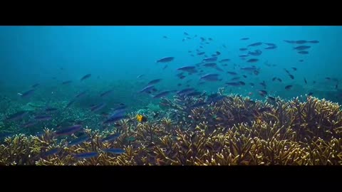 variety of sea animals,variety of sea animals in Raja Ampat,paradise under the sea