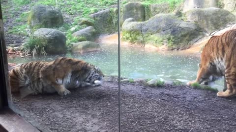 Two Tigers Face Off at the Zoo