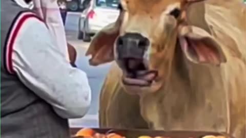 Cow 🐄 Amezing ❣️ Video viral Rumble