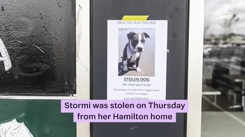 Stormi the stolen puppy returned to Hamilton owner after regretful text