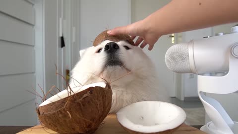 ASMR Dog Eating Crunchy Coconut I MAYASMR