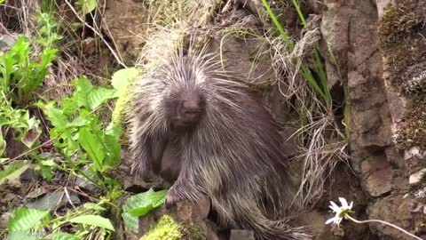 A mother porcupine wandering in the forest looking for food for her cubs..🦔🦔