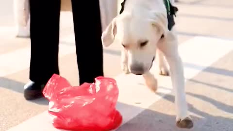 SMART DOG HELP PREGNANT WOMAN PICK UP THE ORANGE ON THE GROUND.mp4