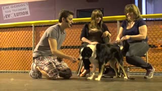 Dog training:How to Train Any Dog The Basics