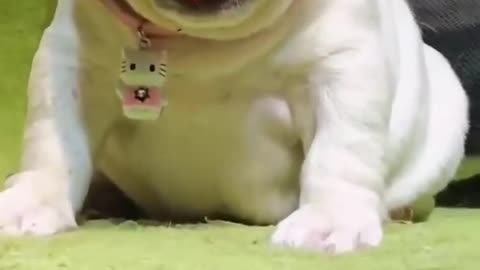 Best Amazing dog baby cute video