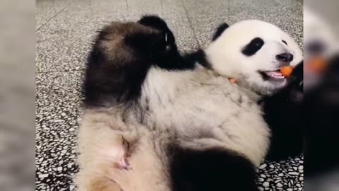Funny Baby Panda Show, Panda Playing With Zookeeper ,Try not laughing