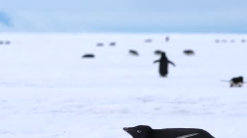 Tobogganing on the sea ice