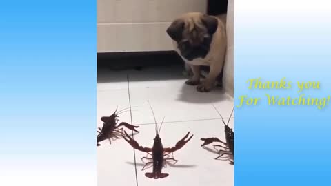 Funny and Cute Cat's Life 👯 😺 The Dog is Scared to See The Shrimp