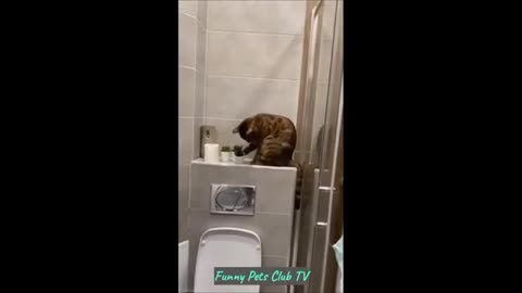 "Hilarious Moments with Pets: Funniest Cats and Dogs Videos 2024 😹🐶 #121"