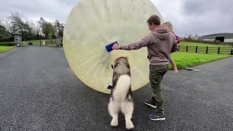 Golden Retriever Tries To Save Mum From Giant Zorb Ball! (So Funny!!)