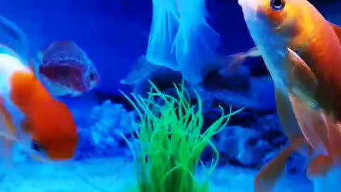 Beautiful Gold fish, Fish Aquarium setup, Gold Fish tank setup.