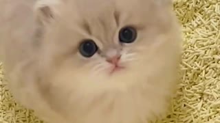 Cute cat