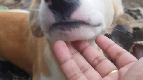 Stray dog licks my hand