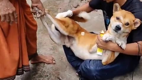 Cut dog for bangladesh 🇧🇩 ❤️