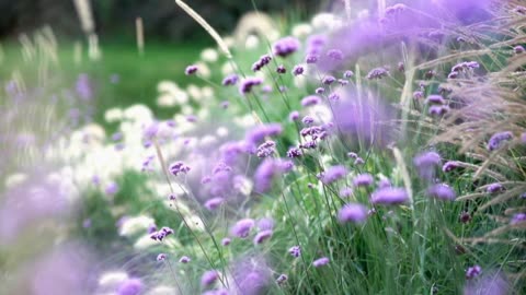 Title:Mystical Dance of Purple Petals: Nature's Grace in Motion🍀🍀