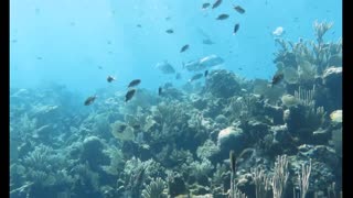 diving with beautiful fish