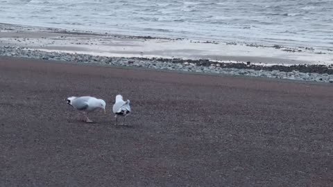 Herring Gulls In Wales Near The Sea.