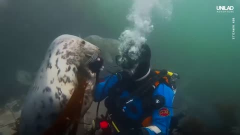 Swimming With Wild Seals For 20 Years 🦭