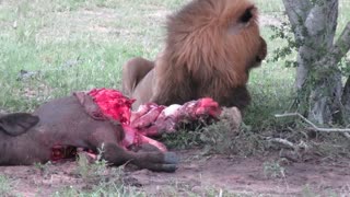 Male lion feeding