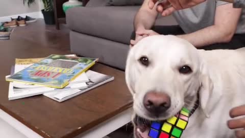 Smartest dog in the world