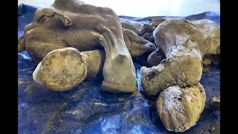 Near-perfect baby woolly mammoth remains found