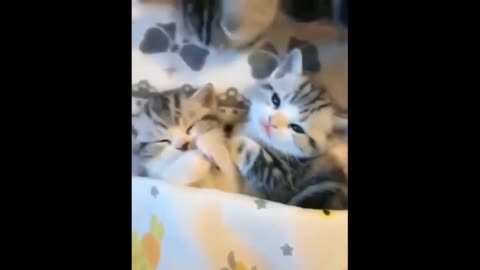 Cute cats sleeping together ,Baby cats