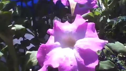 Beautiful pink petunias at the flower shop, the flowers get sunlight [Nature & Animals]