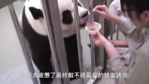 Baby Panda Meets Mom For First Time