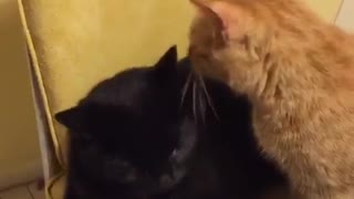 Black cat and orange cat cuddling and fighting together