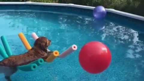 Dog Enjoying a peaceful float in the pool