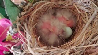 Baby robins on the nest