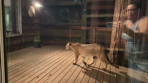 Curious Mountain Lion Looking Into House