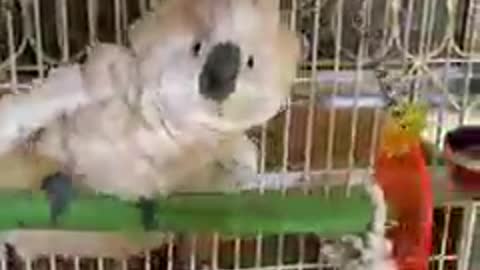 cute parrot so beautiful