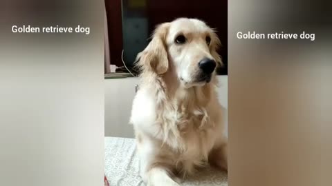 Golden retrieve dog play