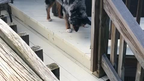 A Very Curious Canine