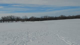 Dogs running in the snow