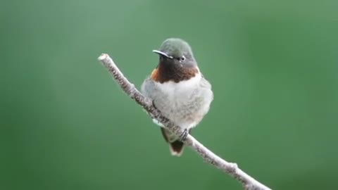 The robin chirping on the branch