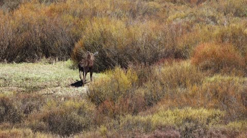 Day Old Calf Moose Explores in Wyoming