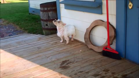 My Silly Westie post Bath time