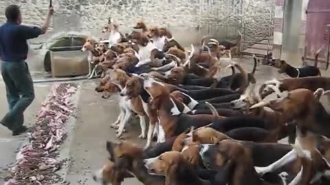 Crazy feeding frenzy with the hounds at Chateau Cheverny