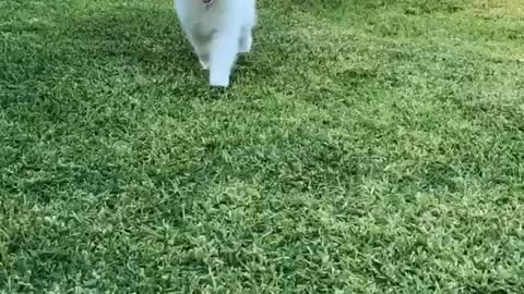 Samoyed Puppy Being Fluffy