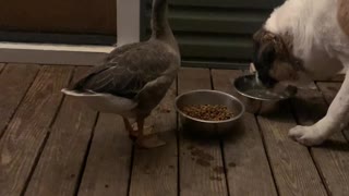 Goose and Dog Enjoying Dinnertime Together