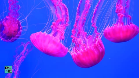 The beauties of the seabed jellyfish