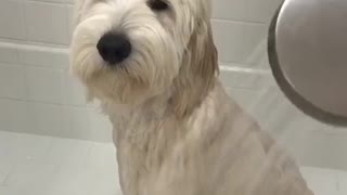 White dog white bath does not like shower