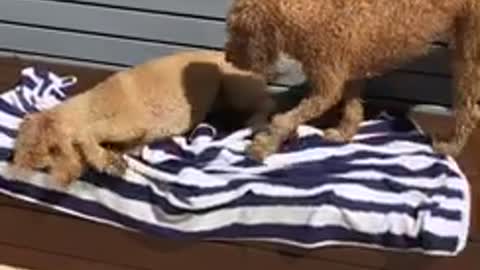 Swimming Dogs Learn To Dry Off After Pool Time