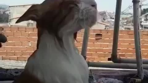 Cat talks to the amazing owner.