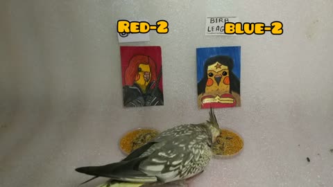 Birds pick their favorite superhero Avengers vs Justice league