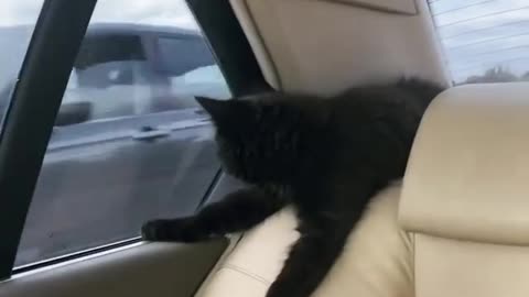 Unique kitten surprisingly relaxed during car ride