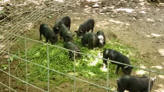 Piglets Grass