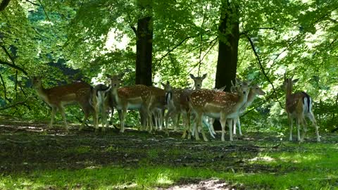 Herd of deer in the forest